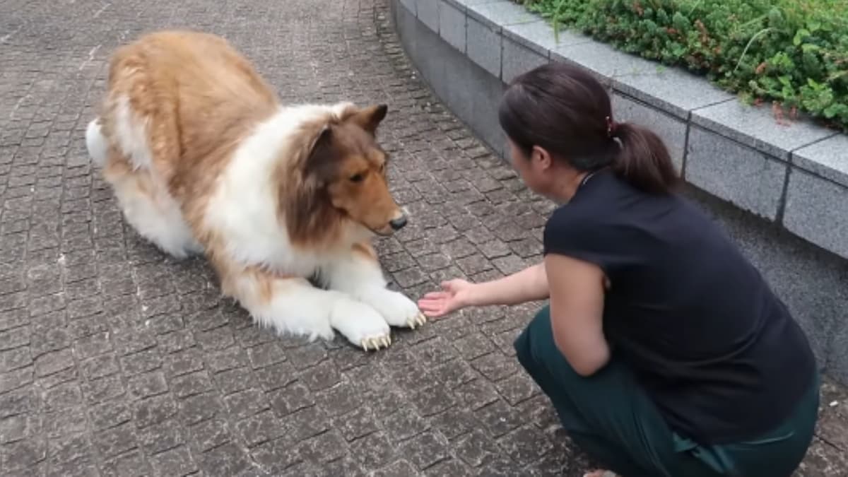 man in realistic dog costume in park