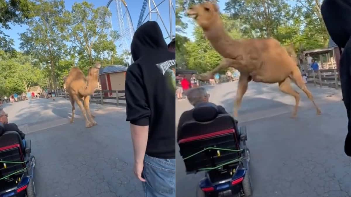 cedar point camels loose