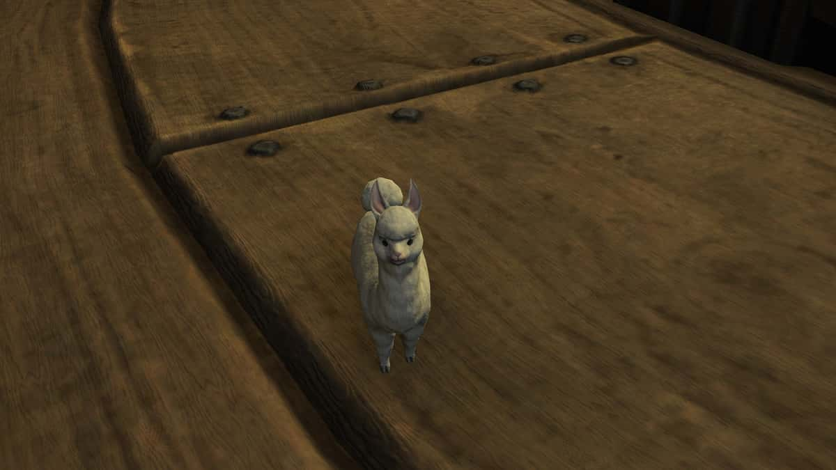 Alpaca Cria minion in FFXIV DT