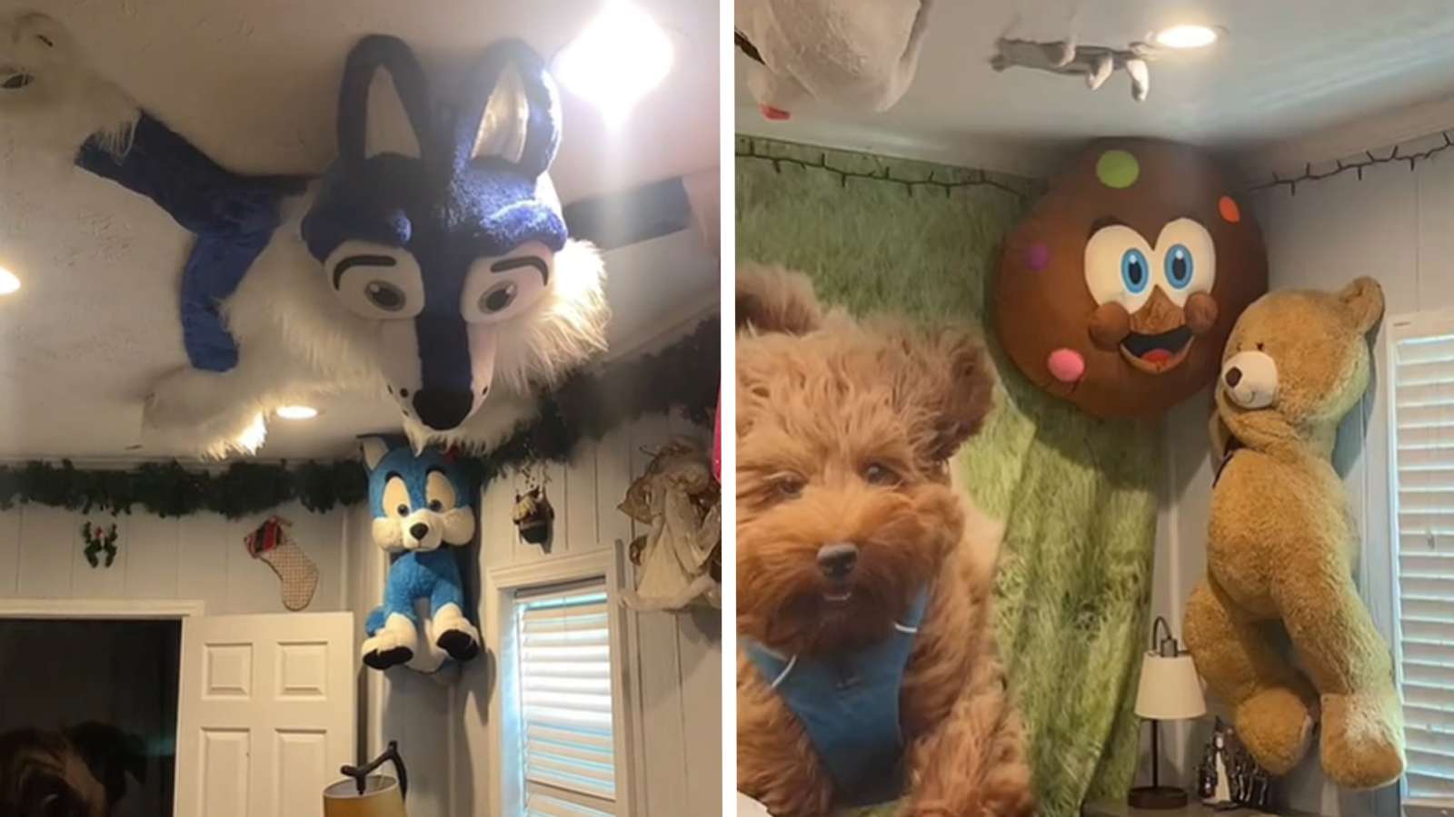 furry house