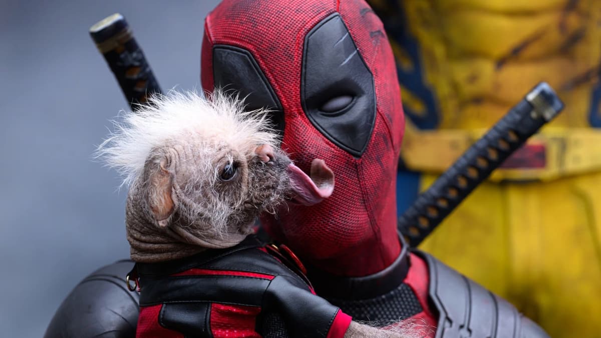 How to watch Deadpool & Wolverine: Ryan Reynolds as Deadpool, letting Dogpool lick his face