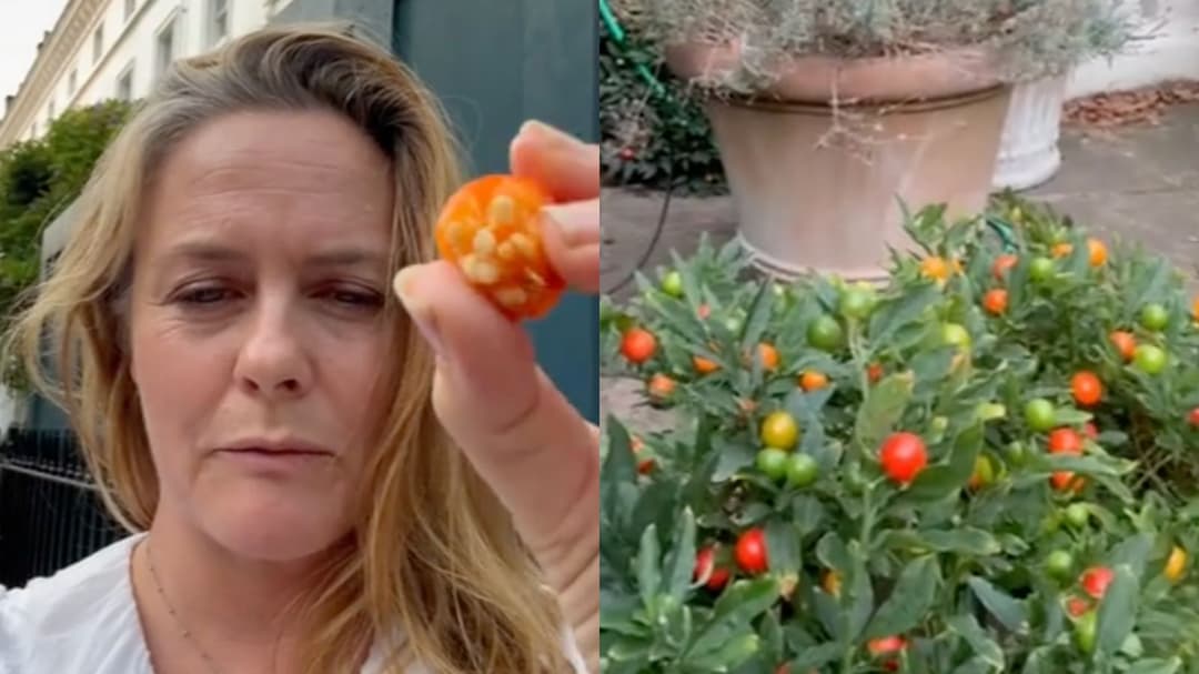 Alicia Silverstone called “clueless” after biting into poisonous plant on TikTok