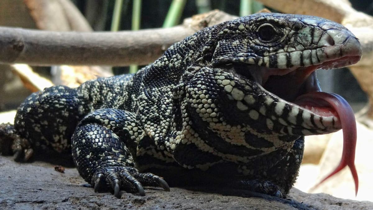 Tegu lizard