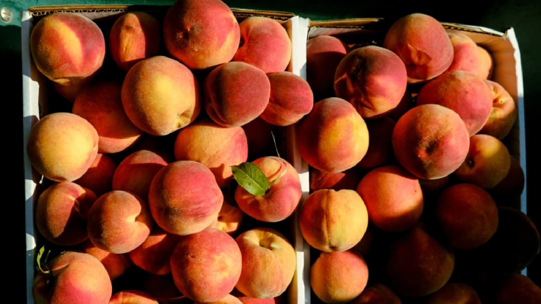 Japenese company selling $100 peaches from Fukushima nuclear disaster zone