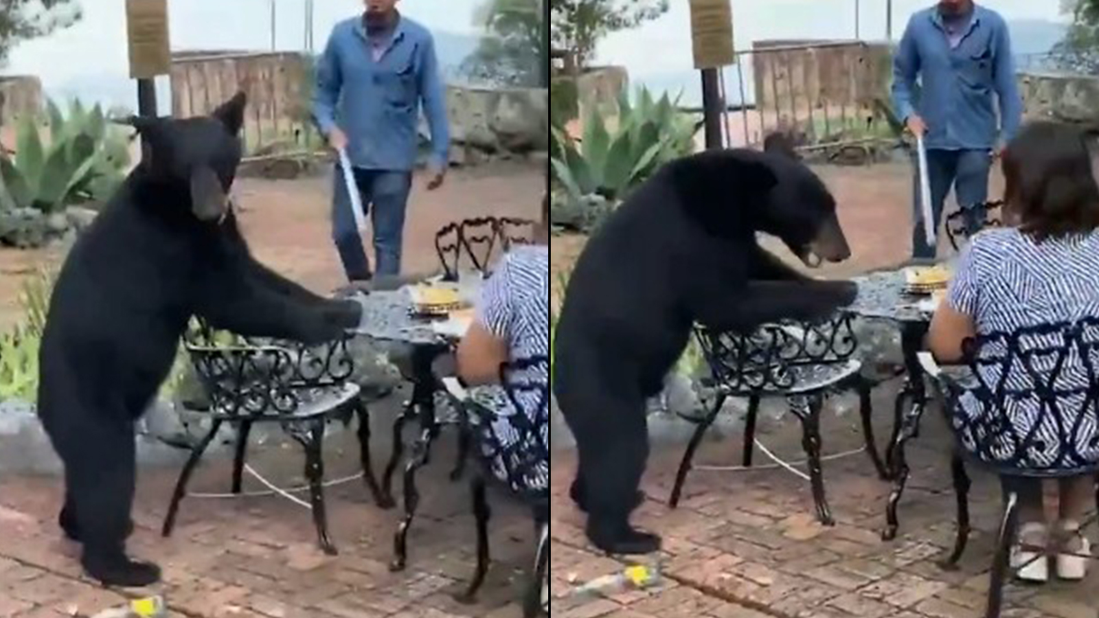 Urso se torna viral ao bater na cara de hóspede de hotel em jantar que deu errado