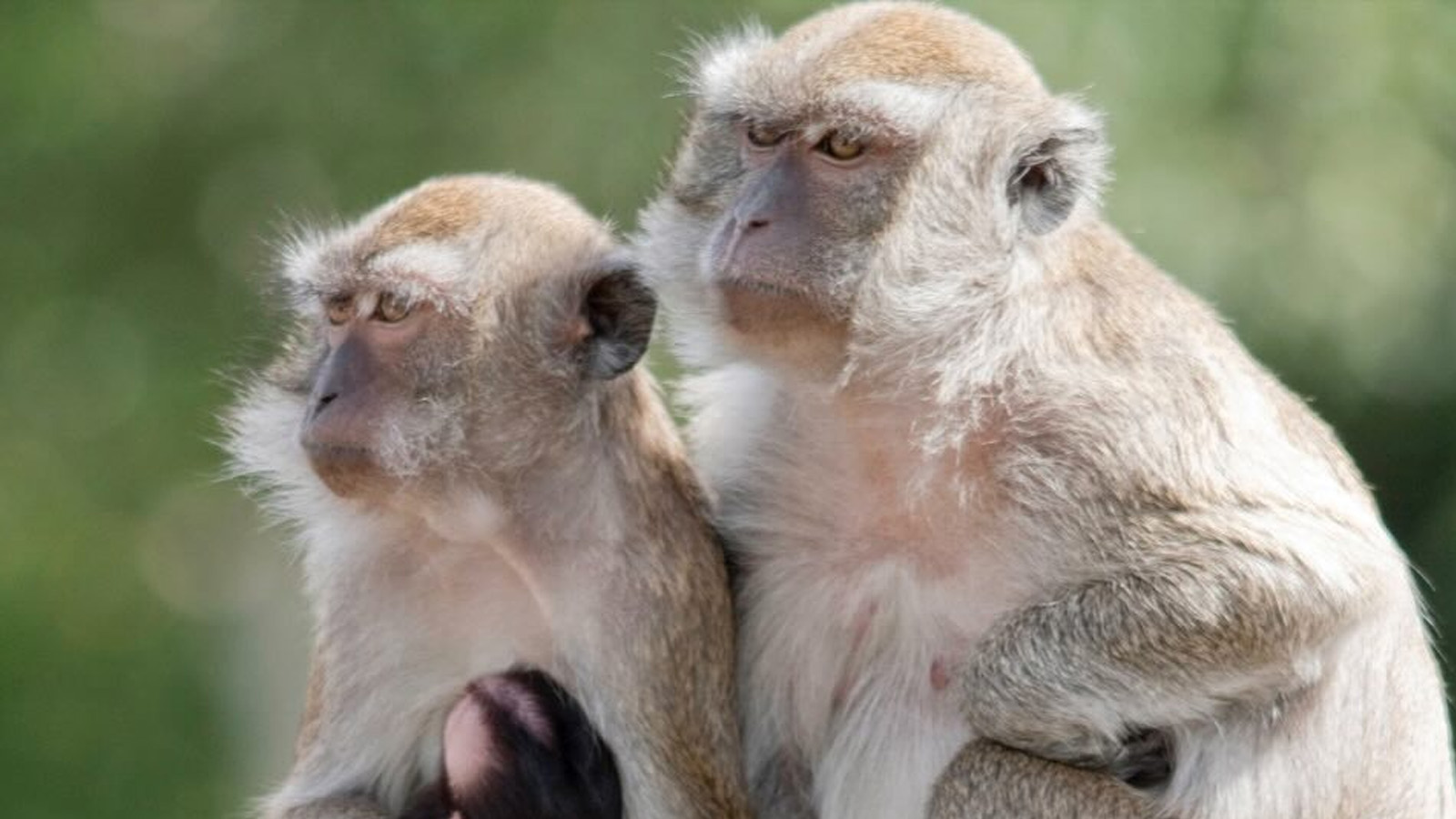 Police issue warning as over 40 monkeys escape Alpha Genesis research facility