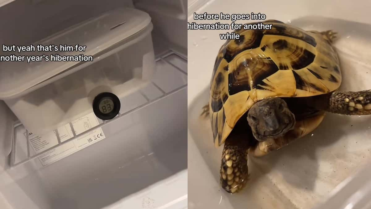 tortoise in fridge for 12 weeks