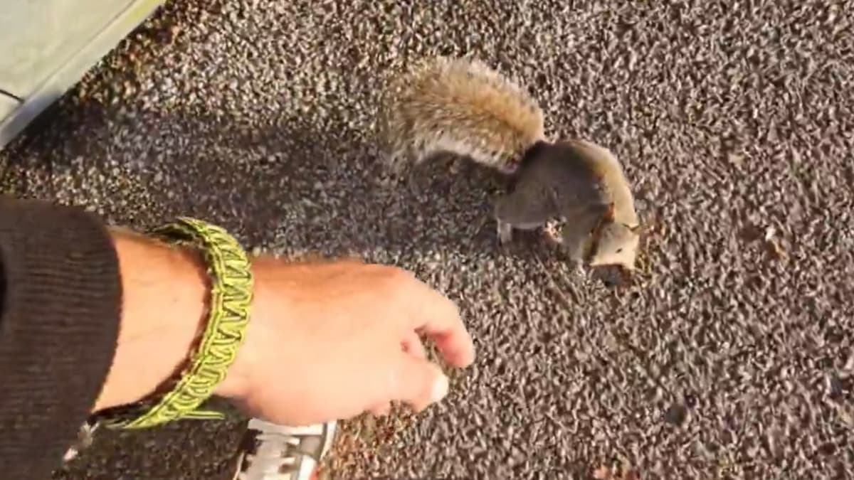 squirrel-bites-kick-streamer-1