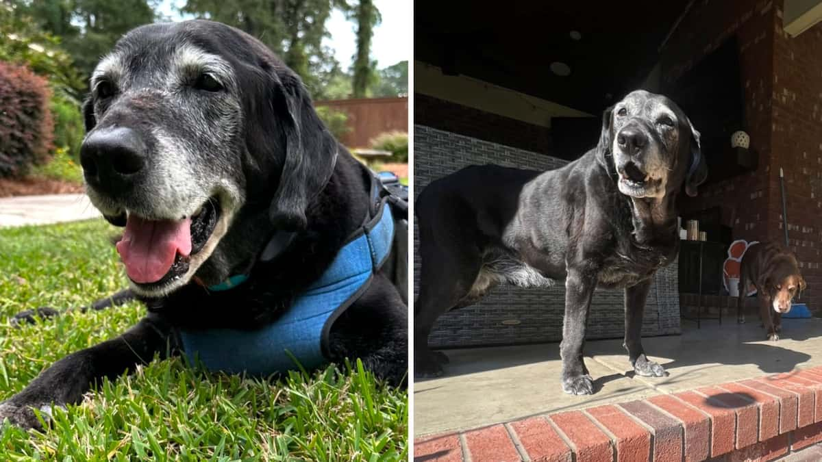 Fans mourn viral TikTok dog Zawg after his death - Dexerto