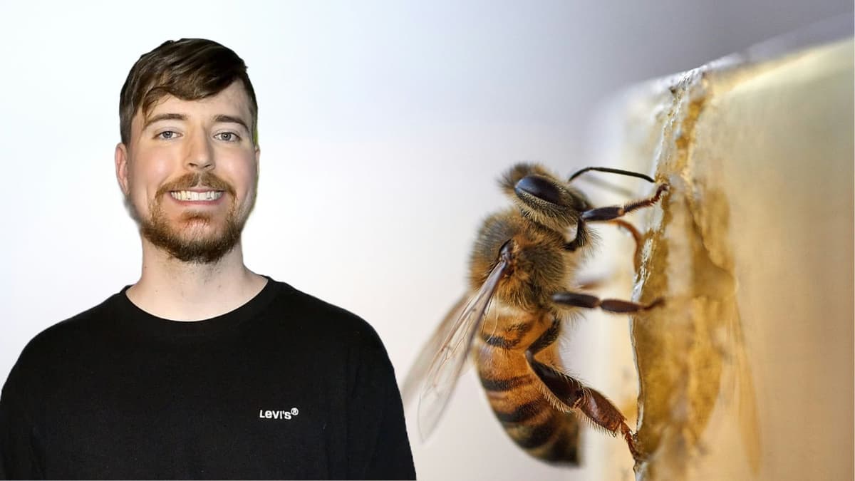 MrBeast bees