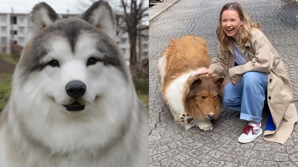 Tocotoco Zoo's Alaskan Malamute costume next to toco the dog in public