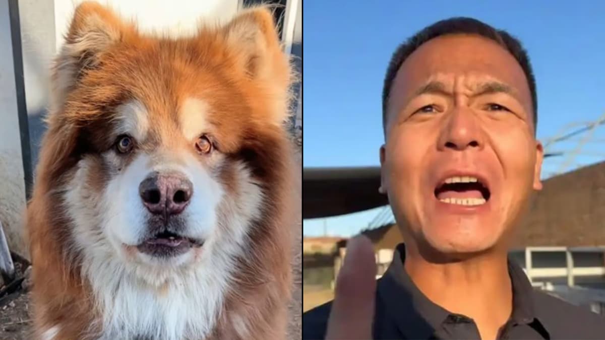 Fans mourn viral TikTok dog Zawg after his death - Dexerto